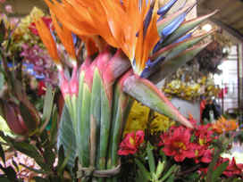 Blumenmarkt auf Madeira